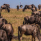 Serengeti NP